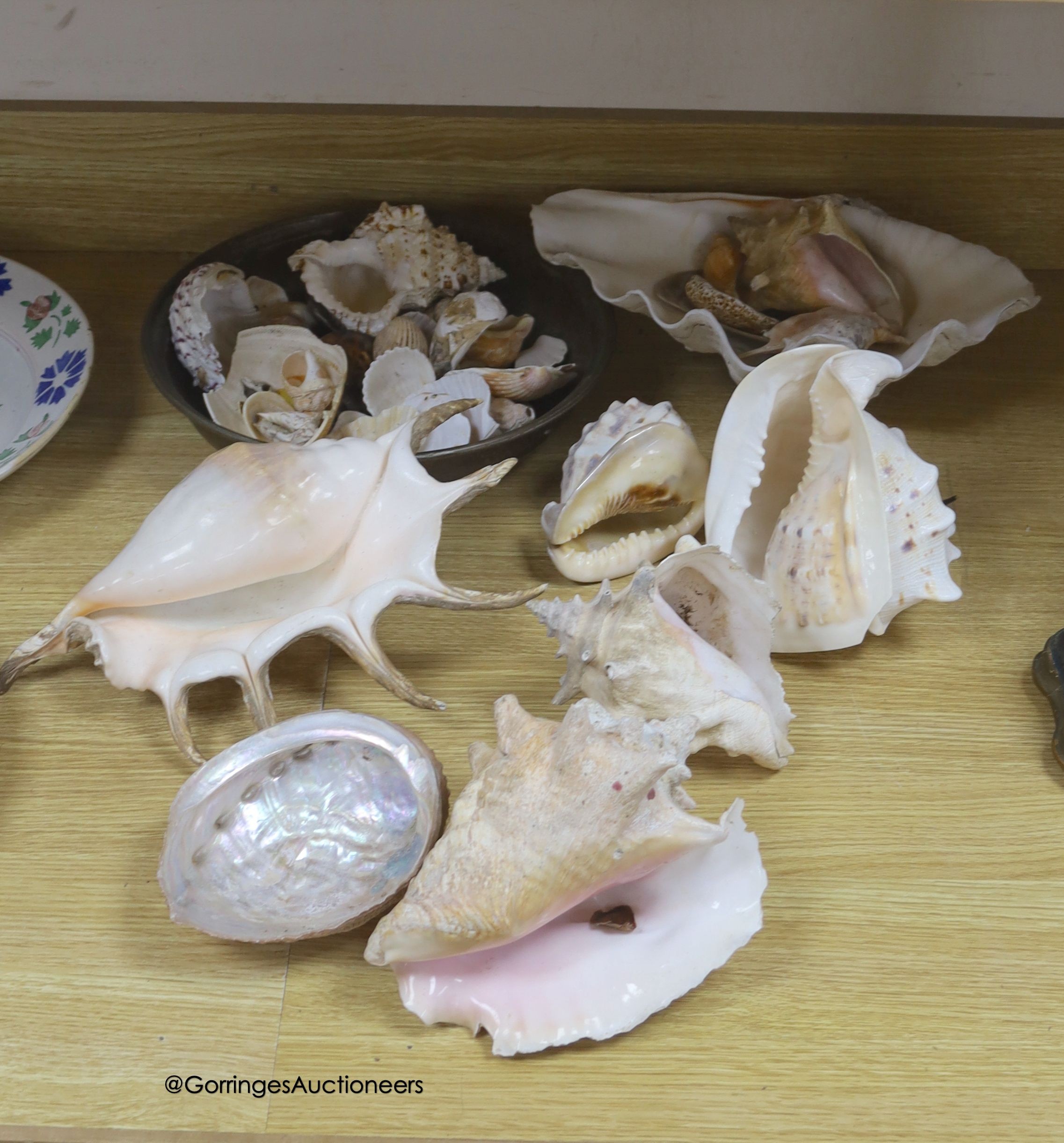 A collection of shells